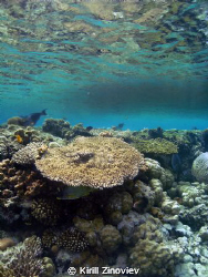 Shore reef by Kirill Zinoviev 